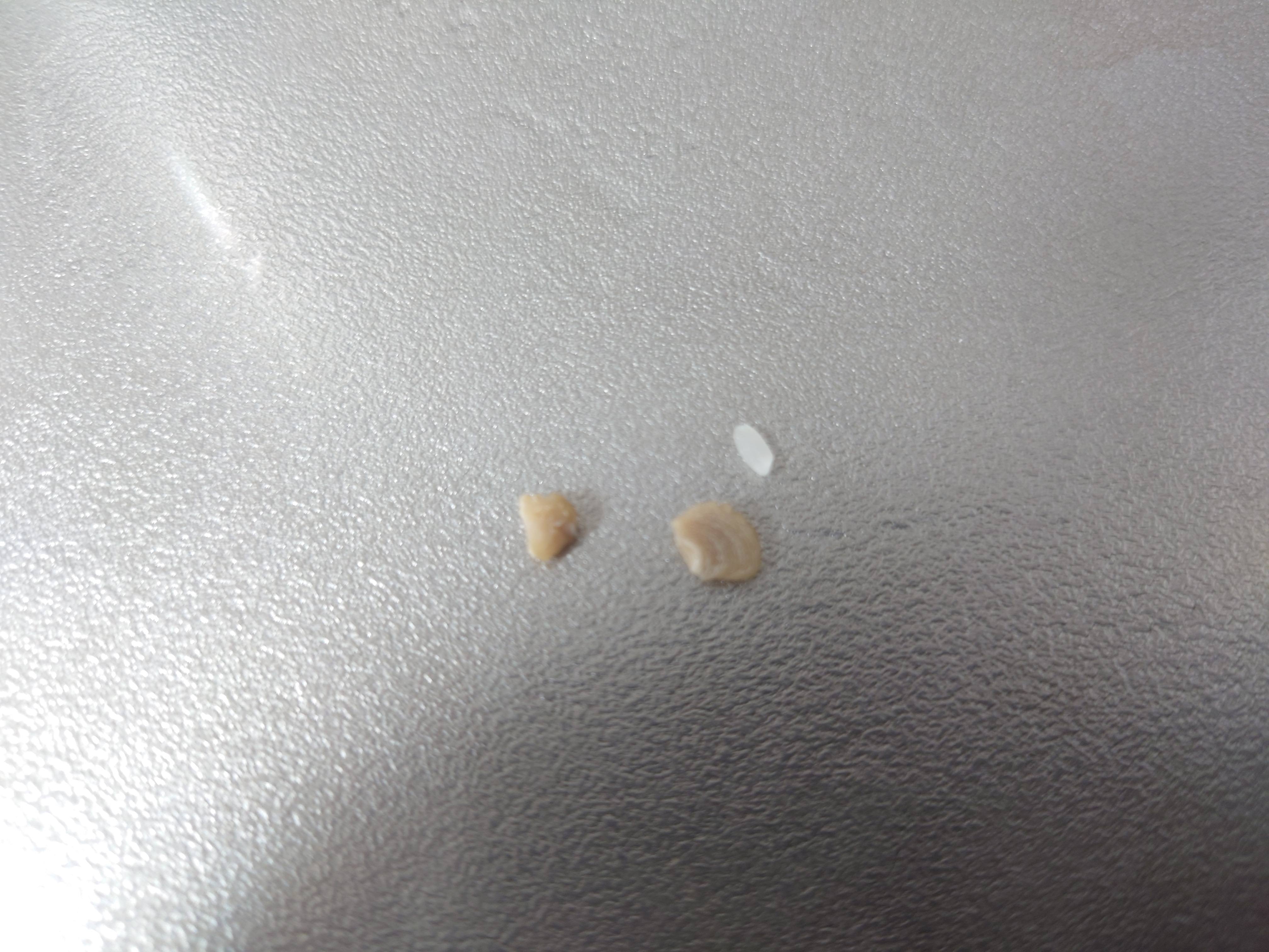 コストコで買ったお米に異物