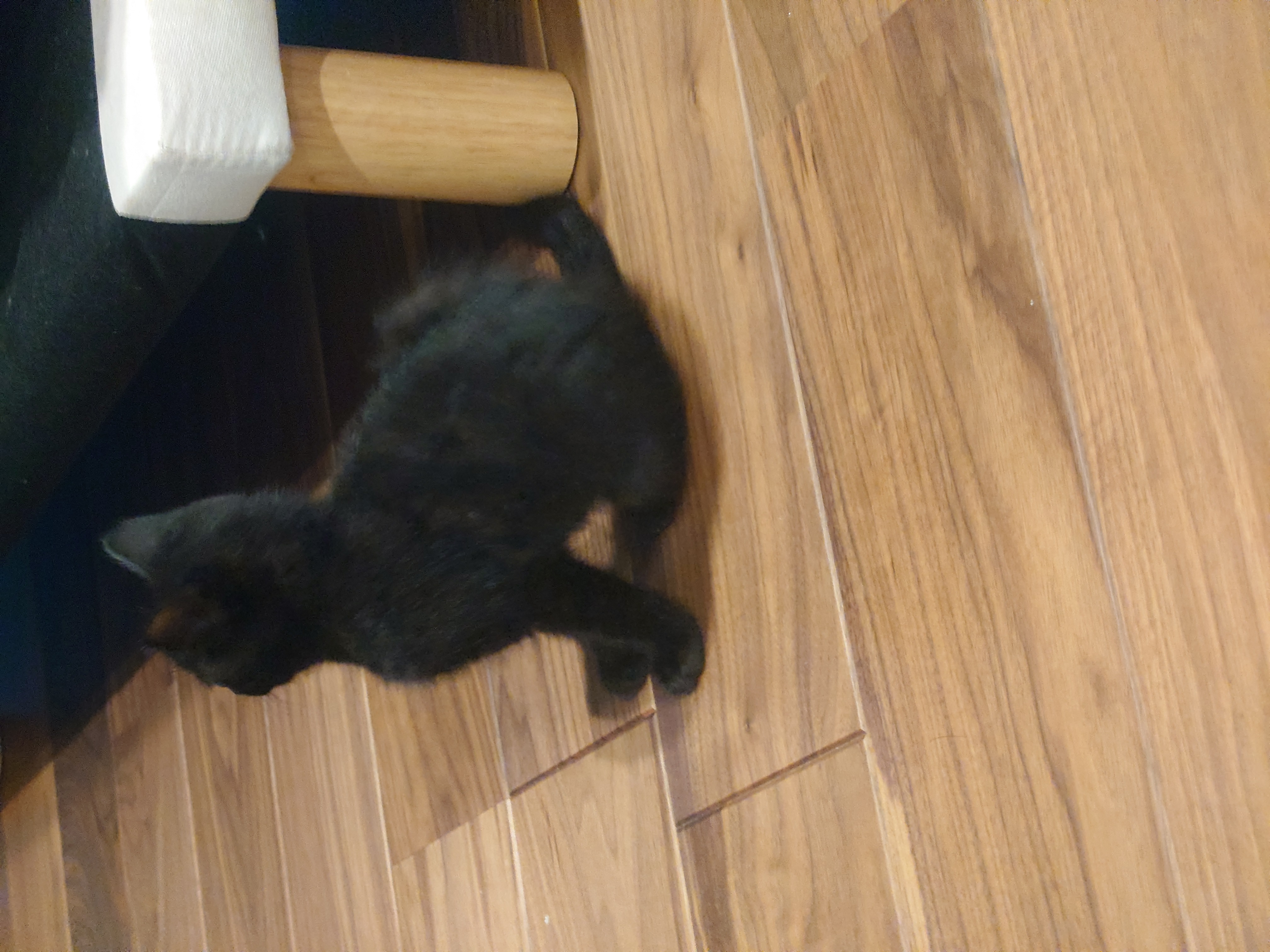 保護した黒猫の子猫マメ