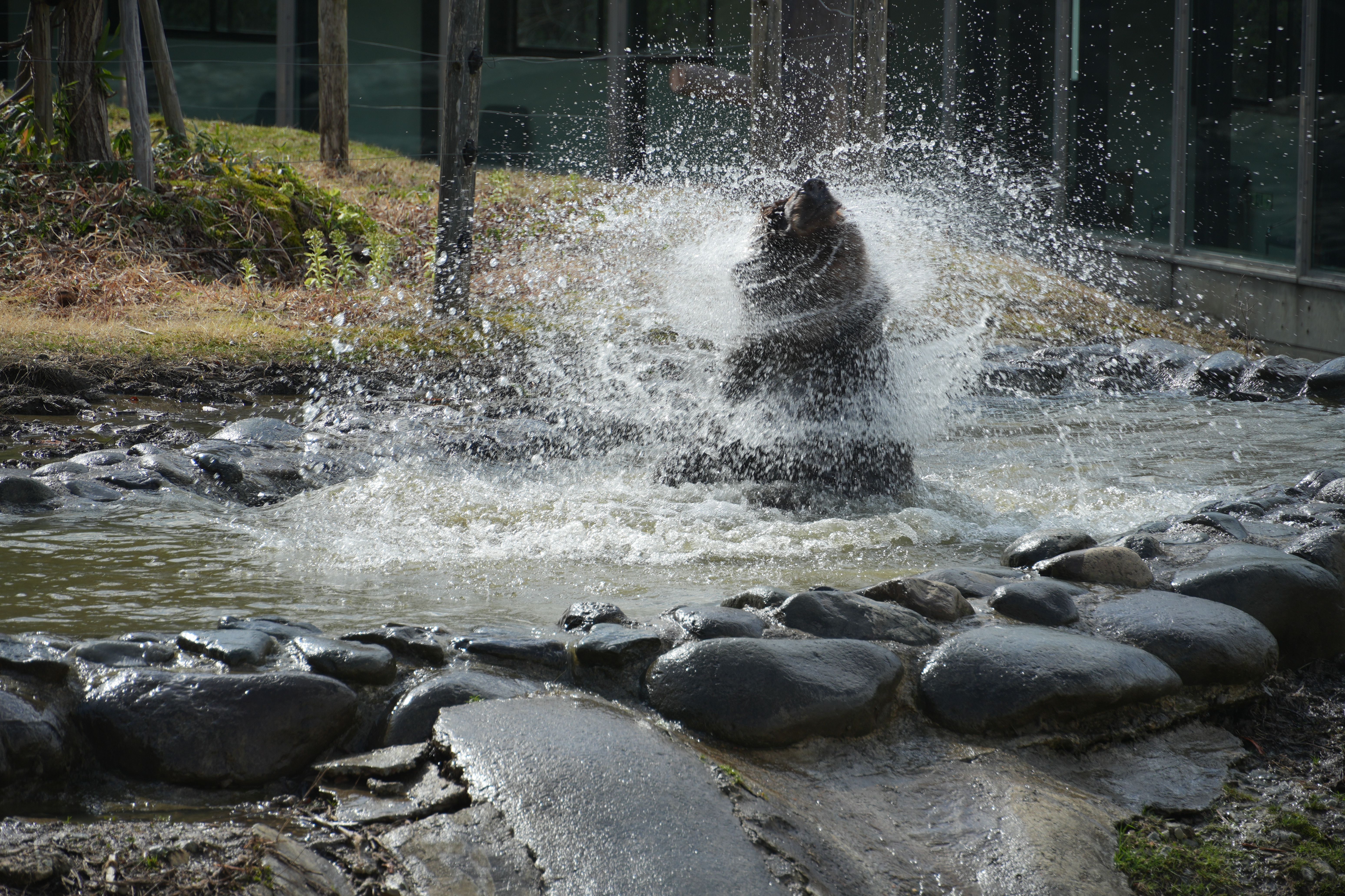 水浴びくま
