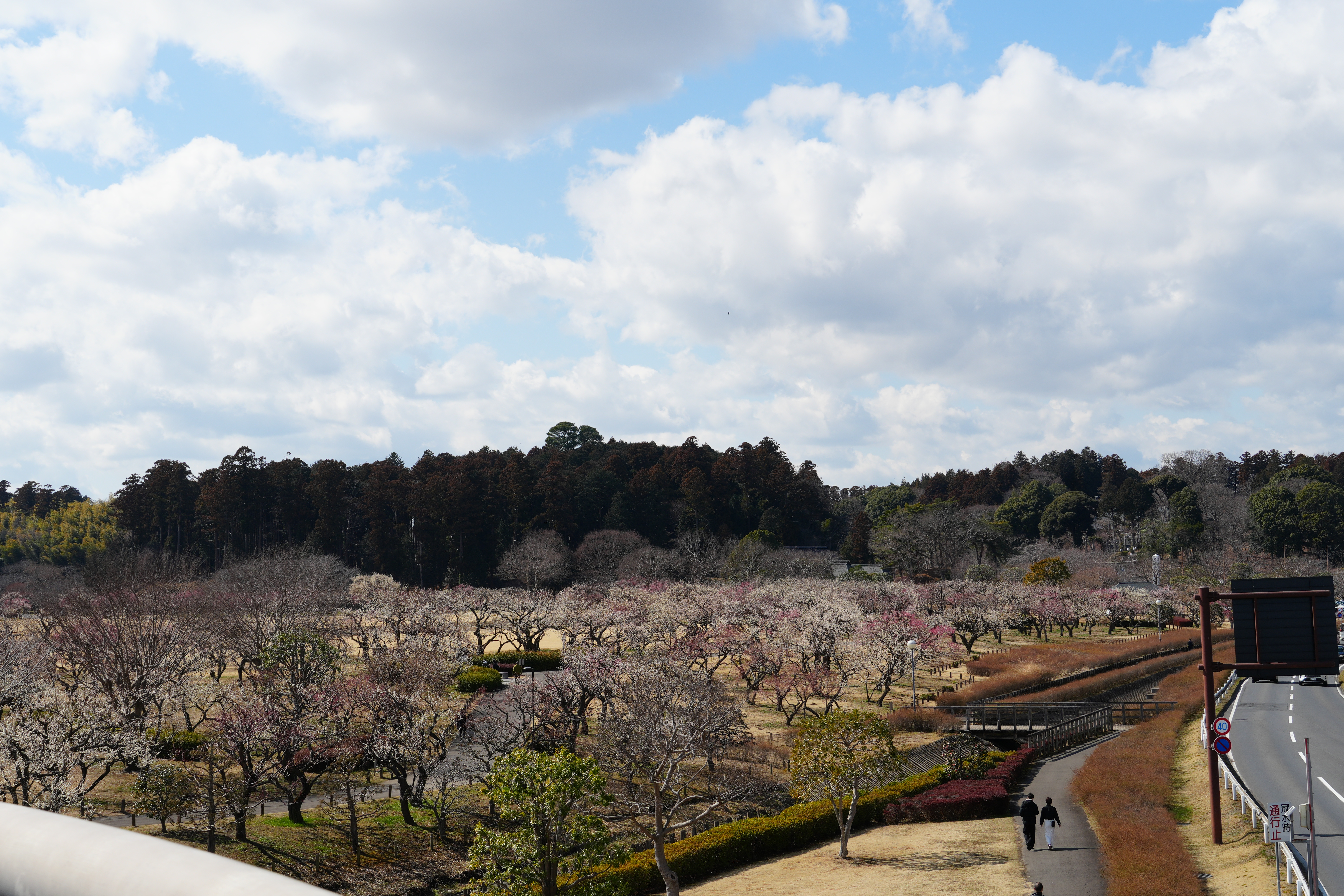 満開の梅の写真