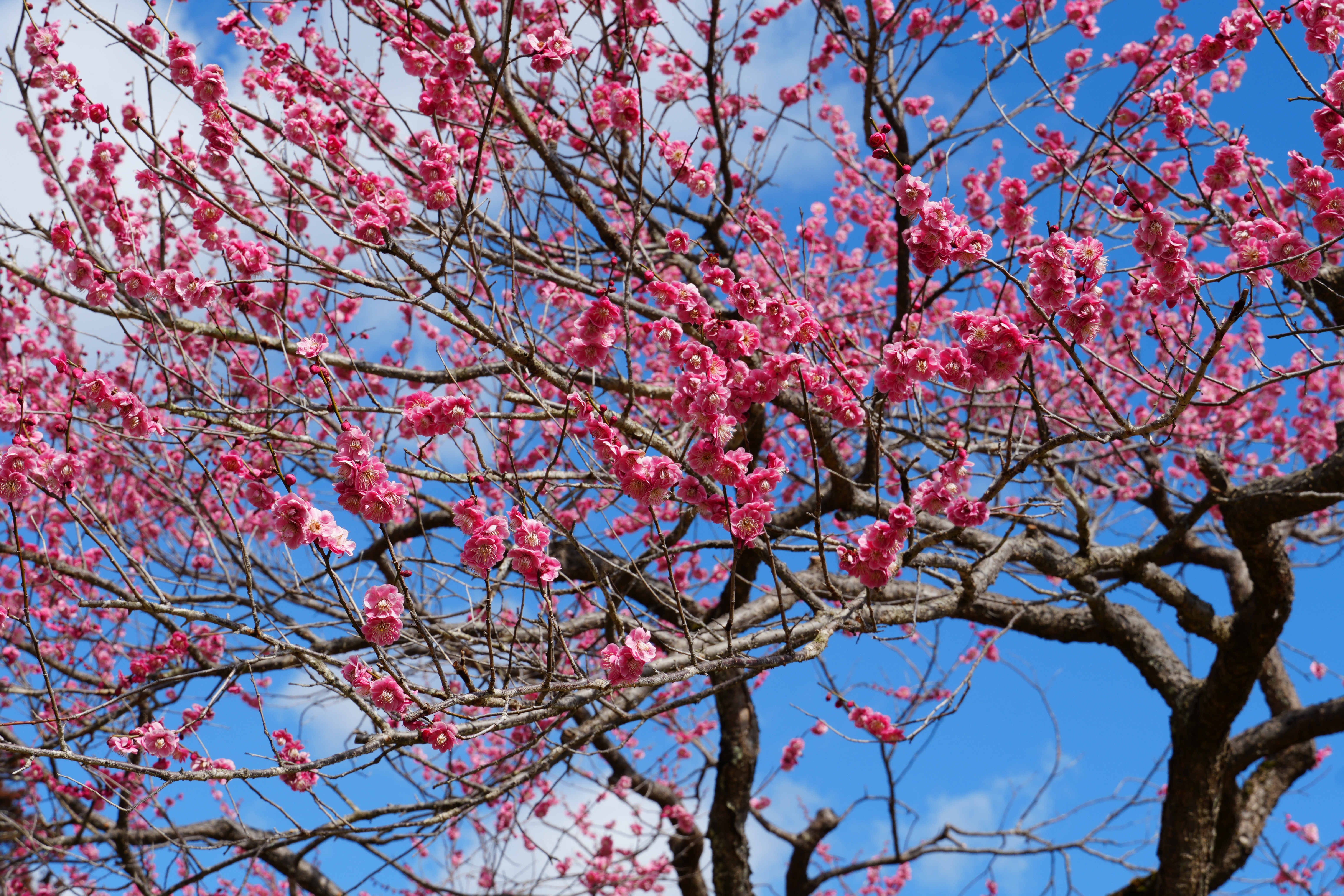 梅のアップ写真1