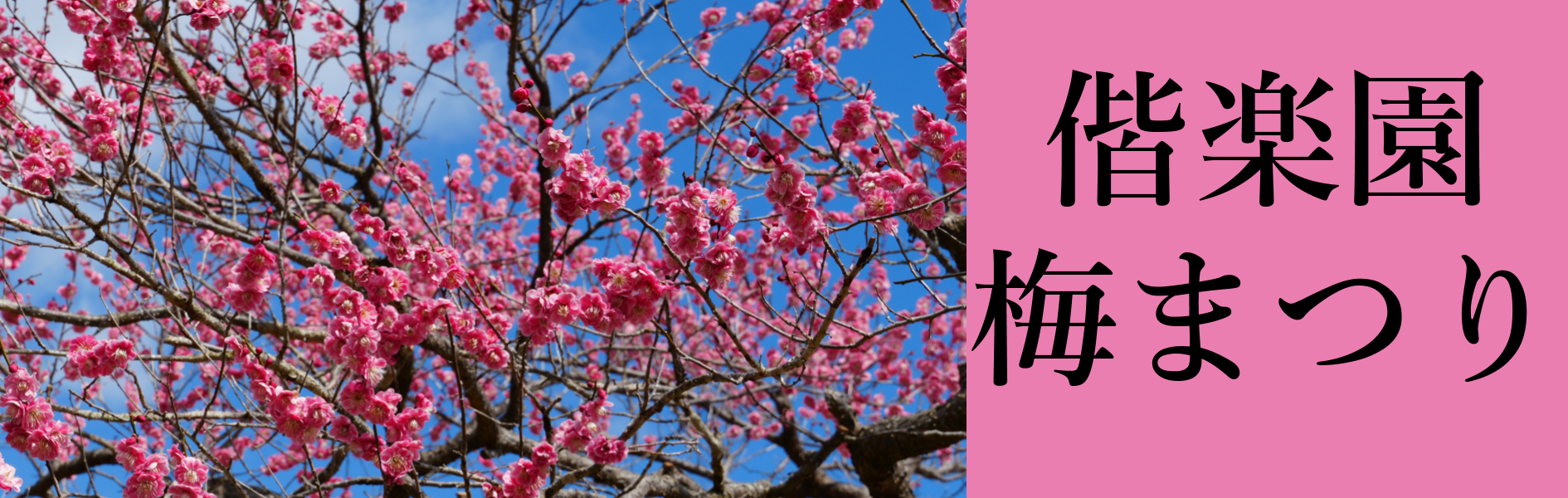 【梅がきれい】偕楽園の梅まつり2025年