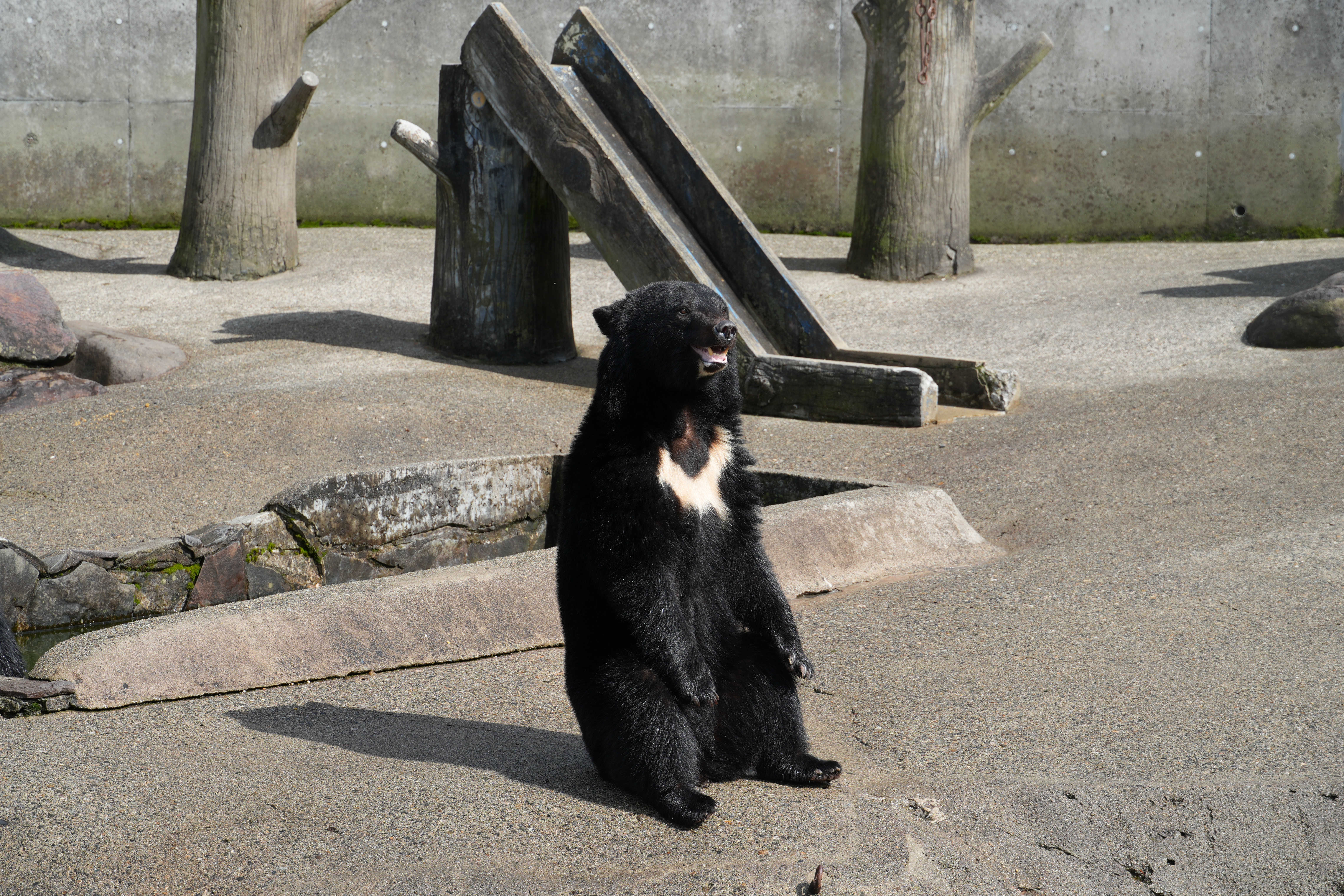 遠くから見るくま