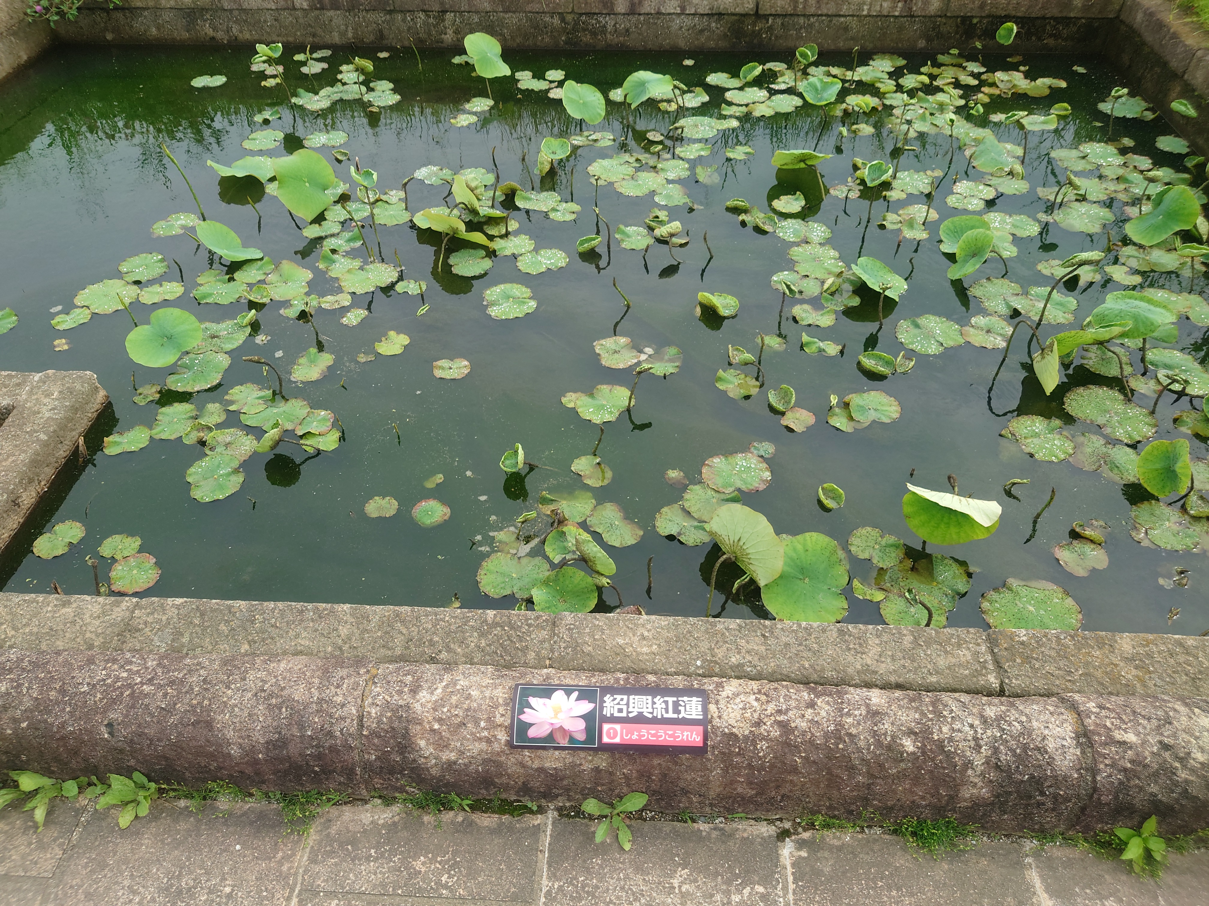 水辺の植物